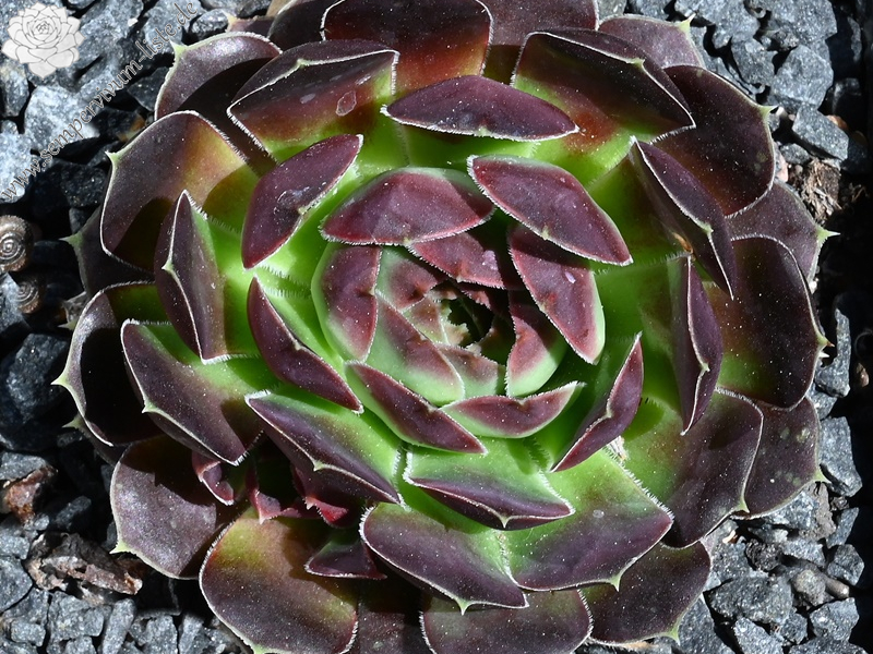 Rotgoldschale / Jovi