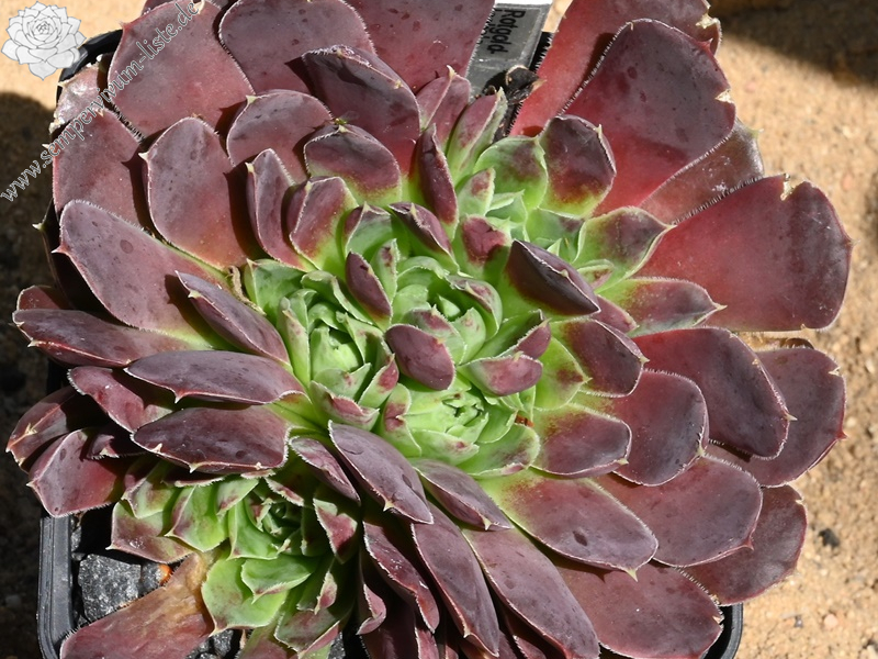 Rotgoldschale / Jovi