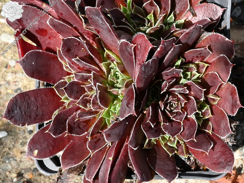 Schwarzer Peter / Jovi