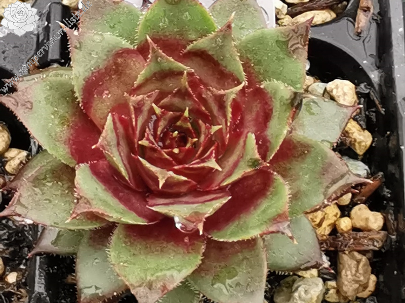 Dragonella (Netzfund)