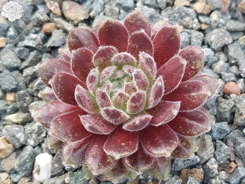 Flauschball (Netzfund)