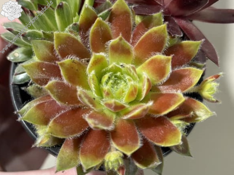 Chick Charms® Gold Dust (Netzfund)