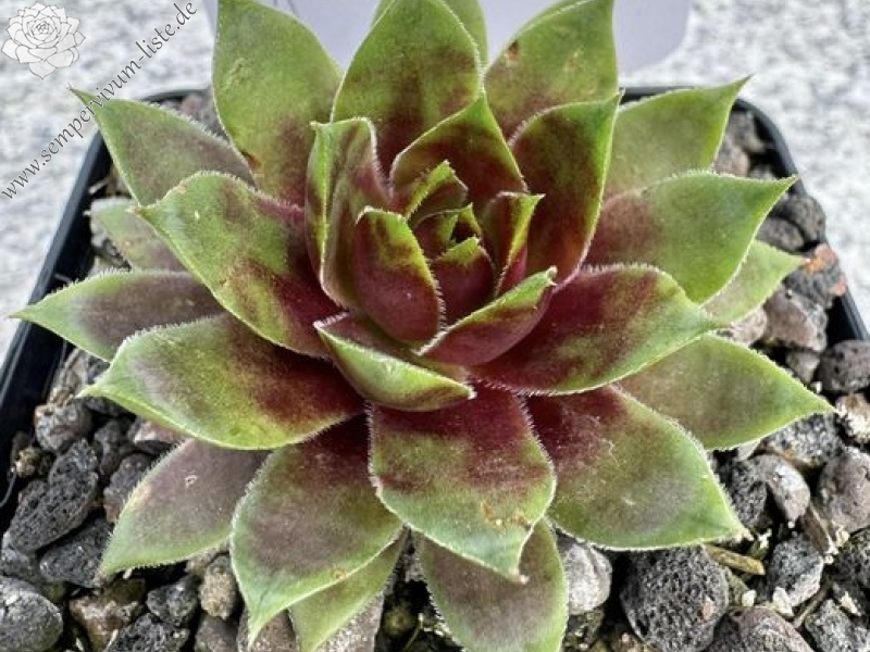 Goldlöckchen (Netzfund)