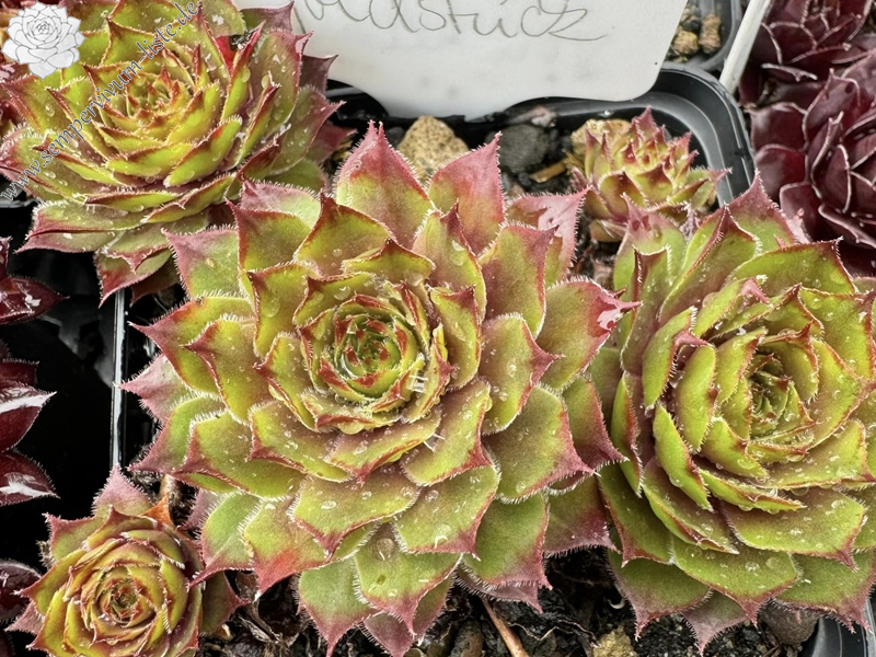 Goldstück (NNG)