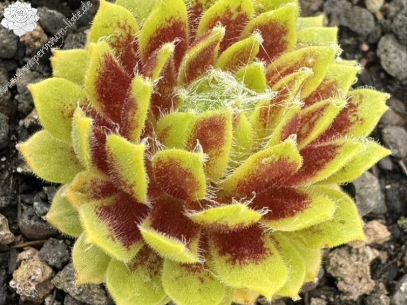 Lemon Flare© (Netzfund)