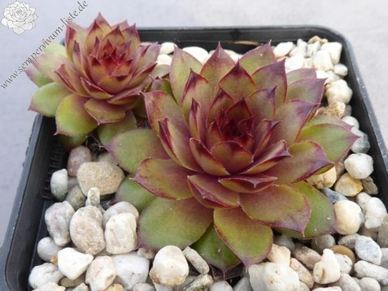 Lynn's Campfire (Netzfund)