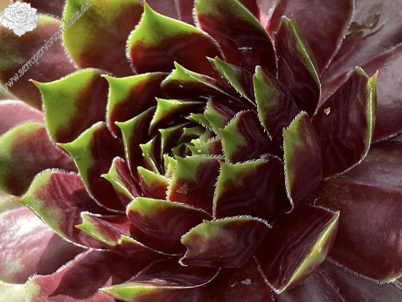 Summer Festival (Netzfund)