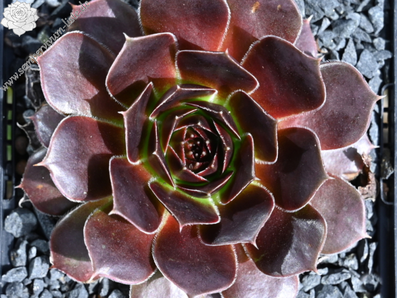 Ring Van Vuur / Jovi