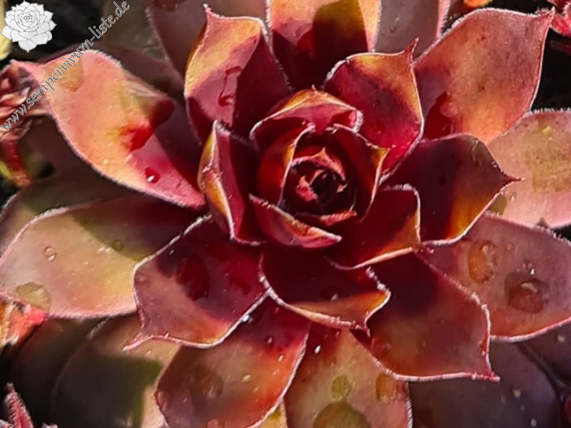 Bullfinch (Netzfund)