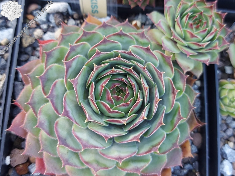 Candy Kiss (Netzfund)