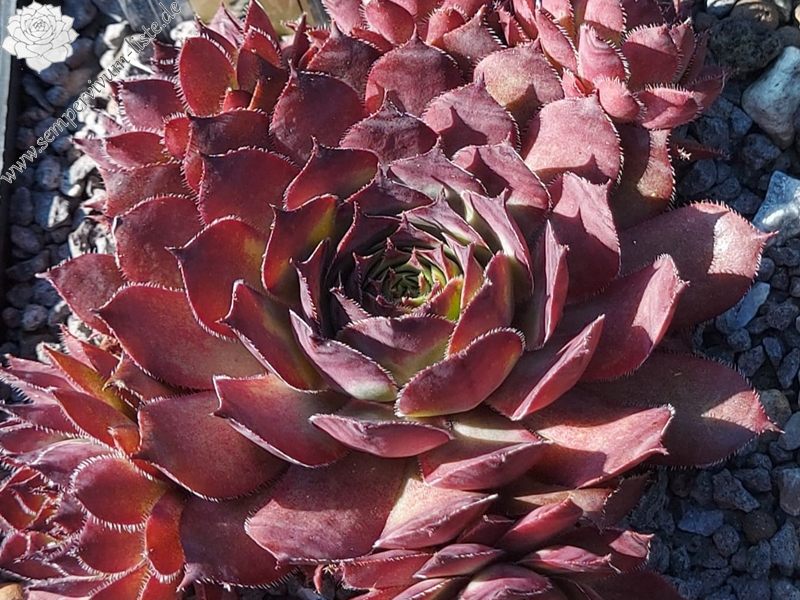 Chick Charms® Choco Latte (NNG)