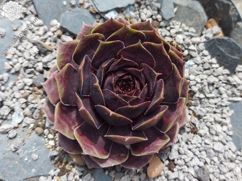 Coconut Crystal© (NNG)