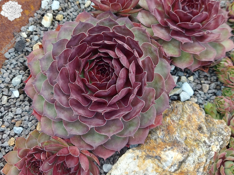 Chick Charms® Copper Canyon (NNG)