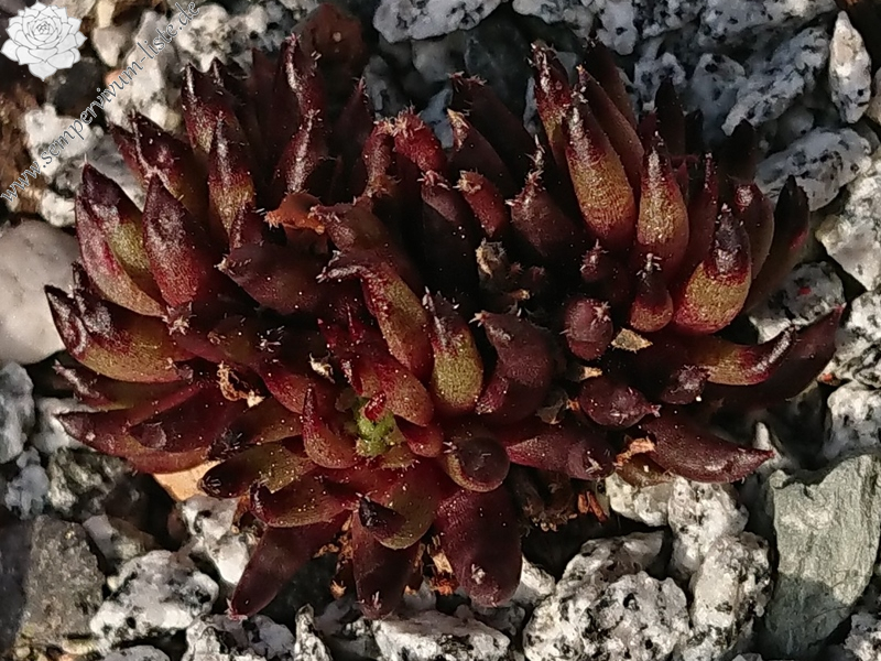 Drumstick (Netzfund)