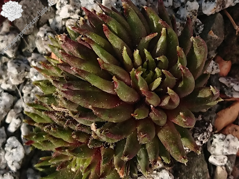 Green Sticks (Netzfund)