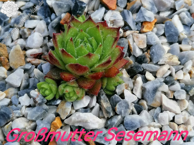 Großmutter Sesemann