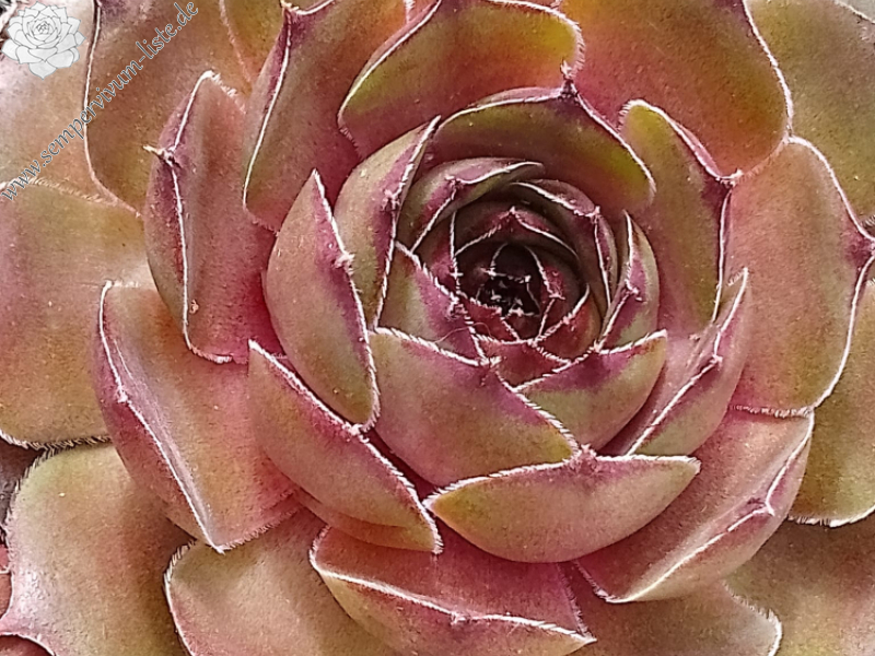 Just Pinkest