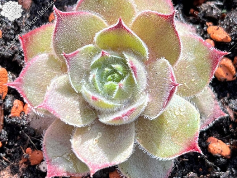 Korspelse Colette Rais