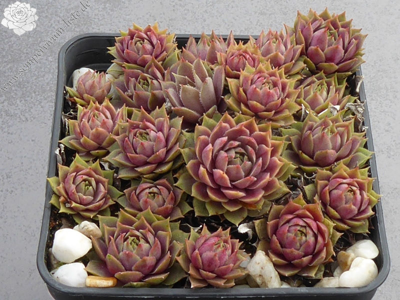 La Rositta Sonosa (Netzfund)