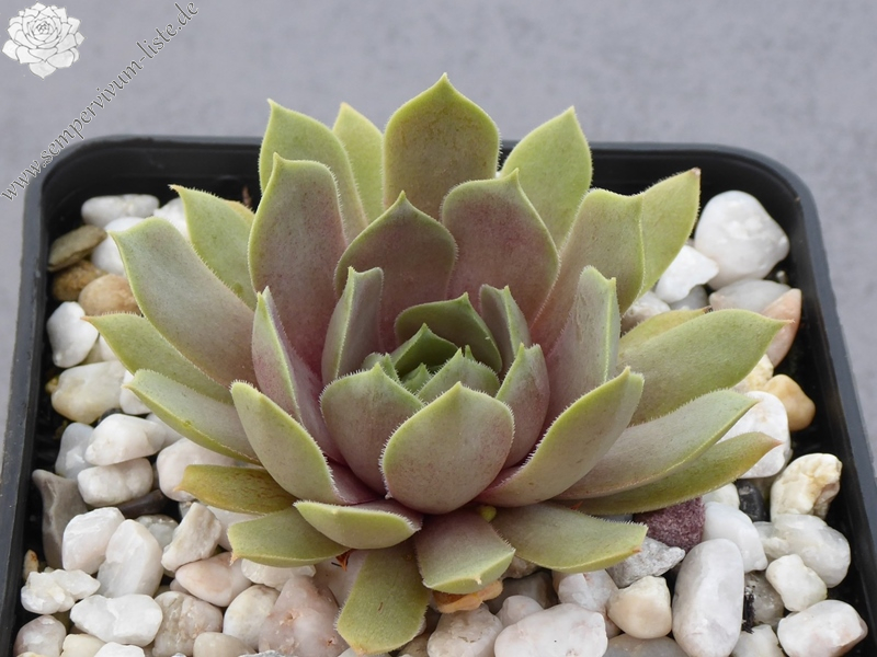 La Rositta Sonosa (Netzfund)