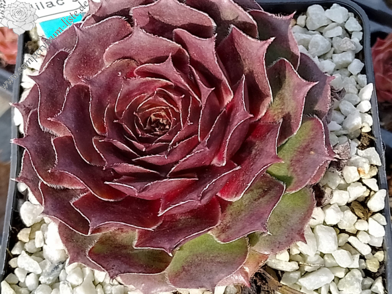 Lilac Sunbo