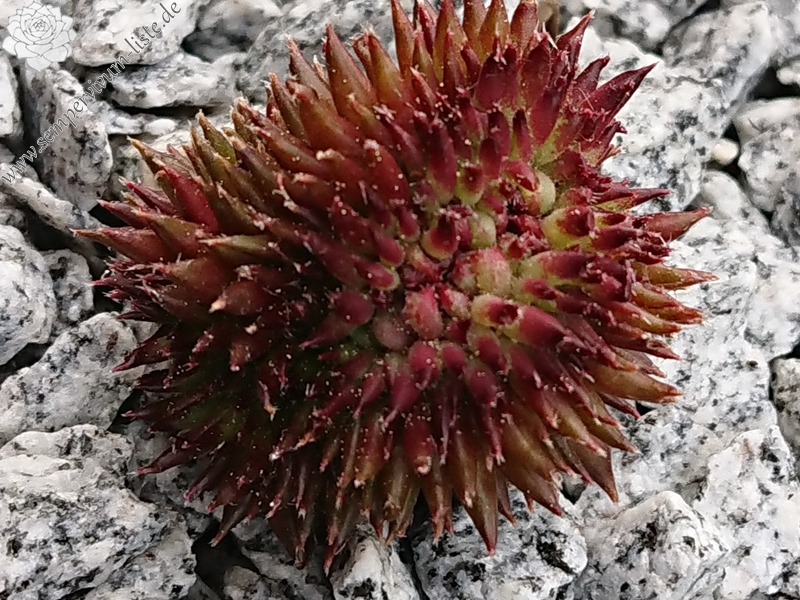 Lord of the Rings (NNG)