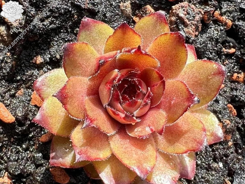 Lynn's Campfire (Netzfund)