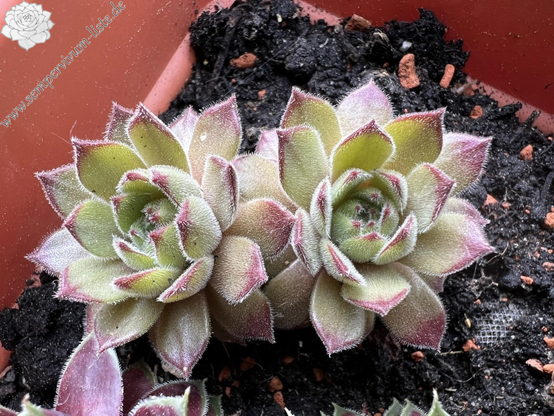 Paddington Bear (NNG)