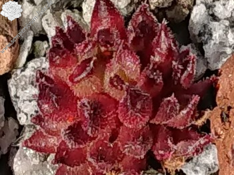 Red Sticks (Netzfund)