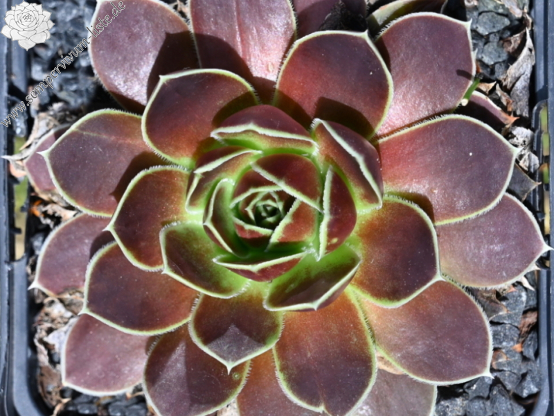 Korspel Grand Entrance / Jovi