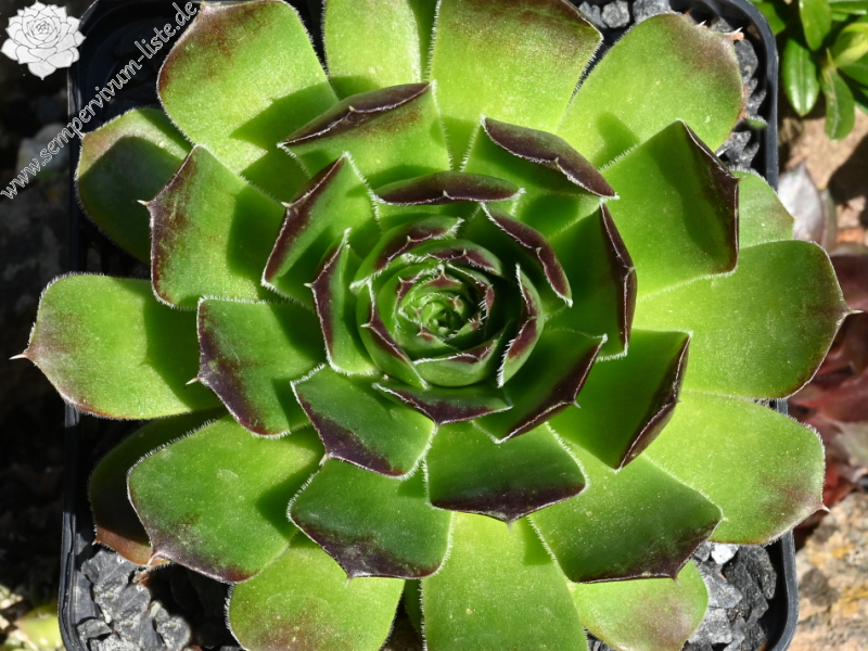 Korspelse Lipaz / Jovi