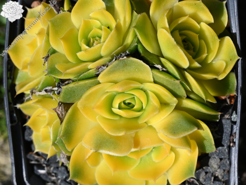 Maigold / Jovi ( II )