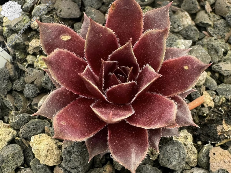 Abra-Nehari (Netzfund)