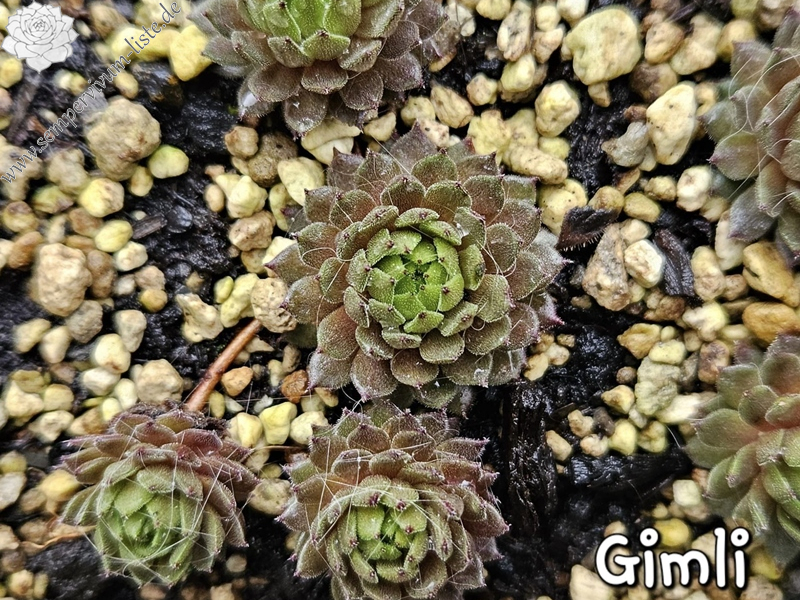 Gimli
