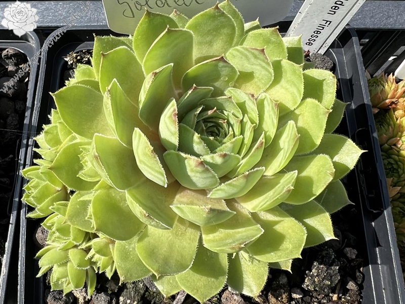 Golden Finesse (Netzfund)