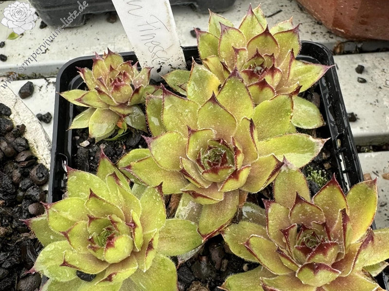 Golden Finesse (Netzfund)