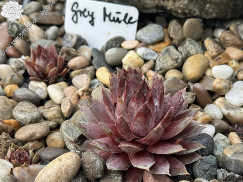 Grey Mule