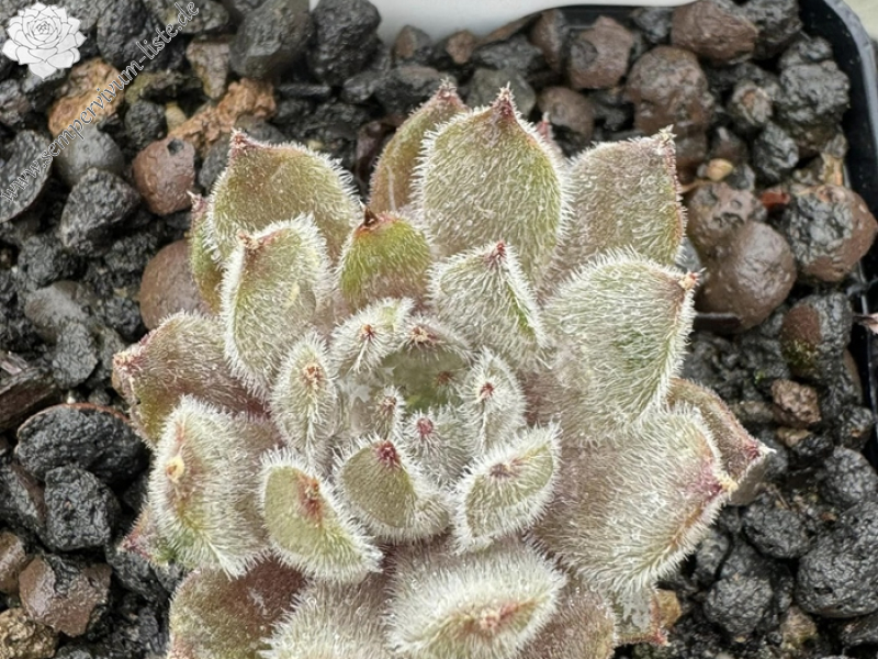 Grizzle Velvet (NNG)
