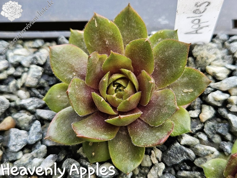 Heavenly Apples (NNG)