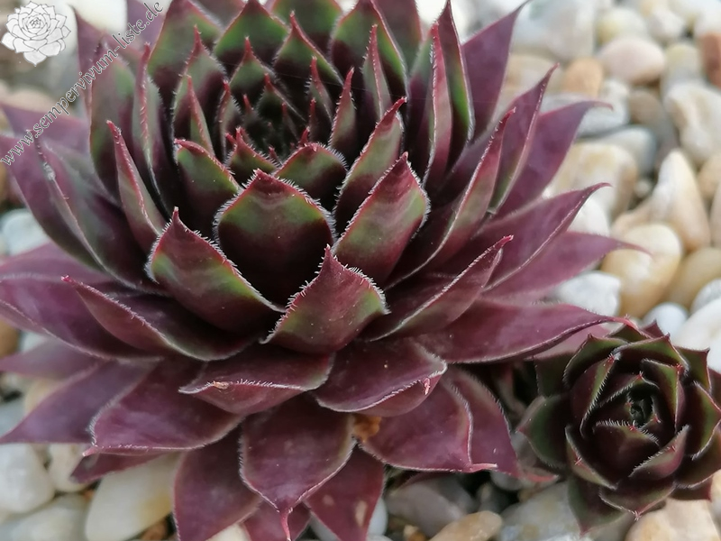 Jònás (II) (Netzfund)