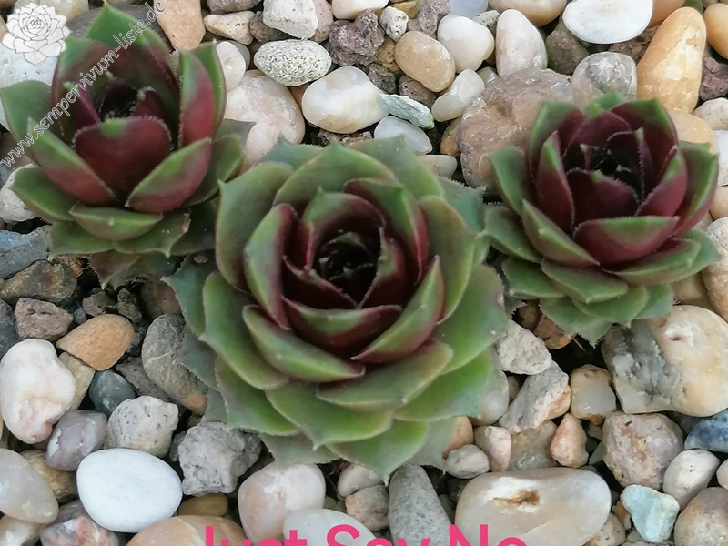 Just Say No (Netzfund)