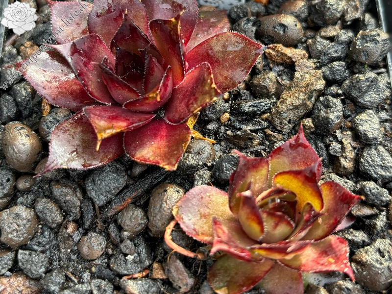 Kalimba de Luna (Netzfund)