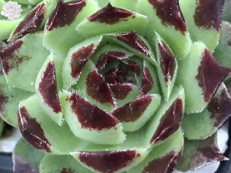 Chick Charms® Mint Marvel™ (NG)