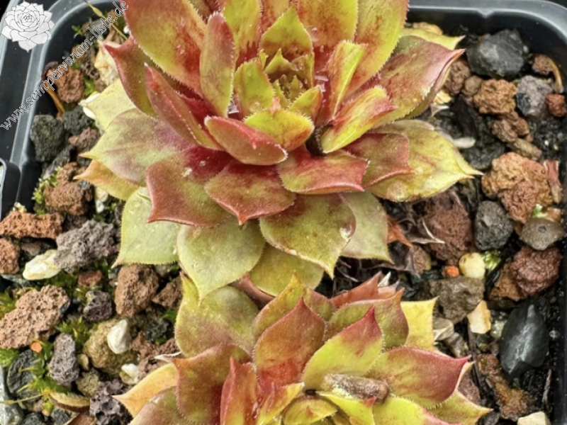 Orangita (Netzfund)