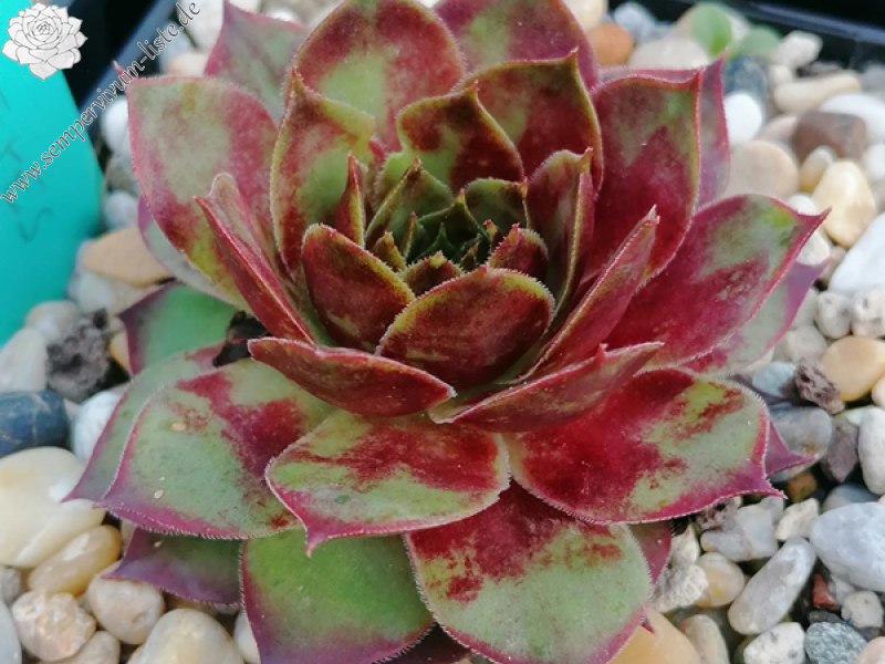 Shining Eyes (Netzfund)