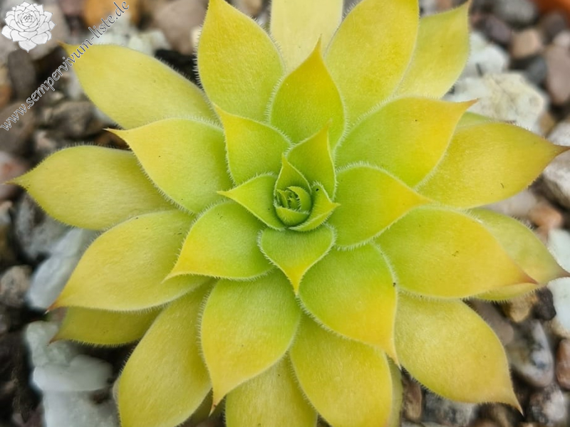 Yellow Hammer (Netzfund)