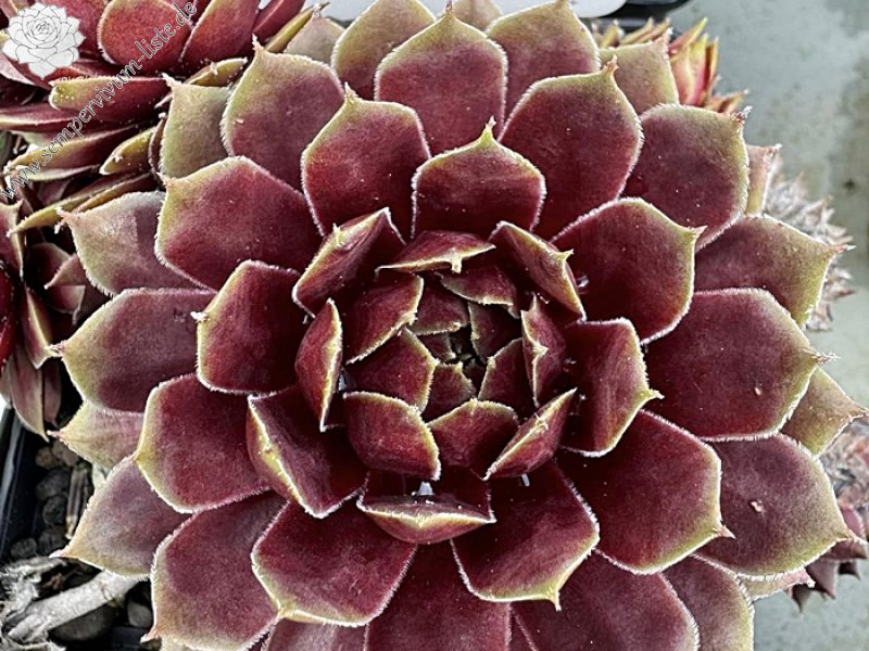 Zauberrose