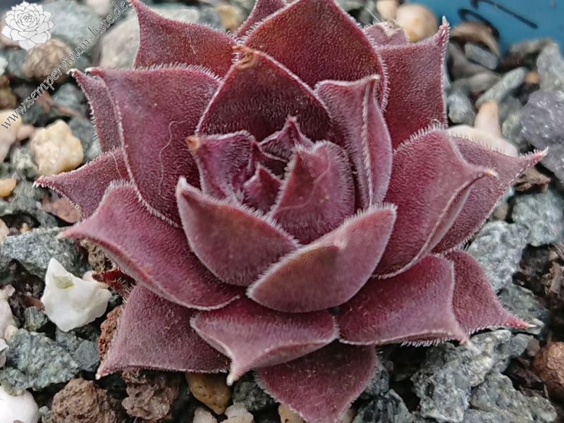 Atroviolaceum ( II )