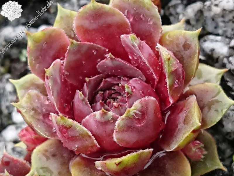 Chick Charms® Steel Appeal