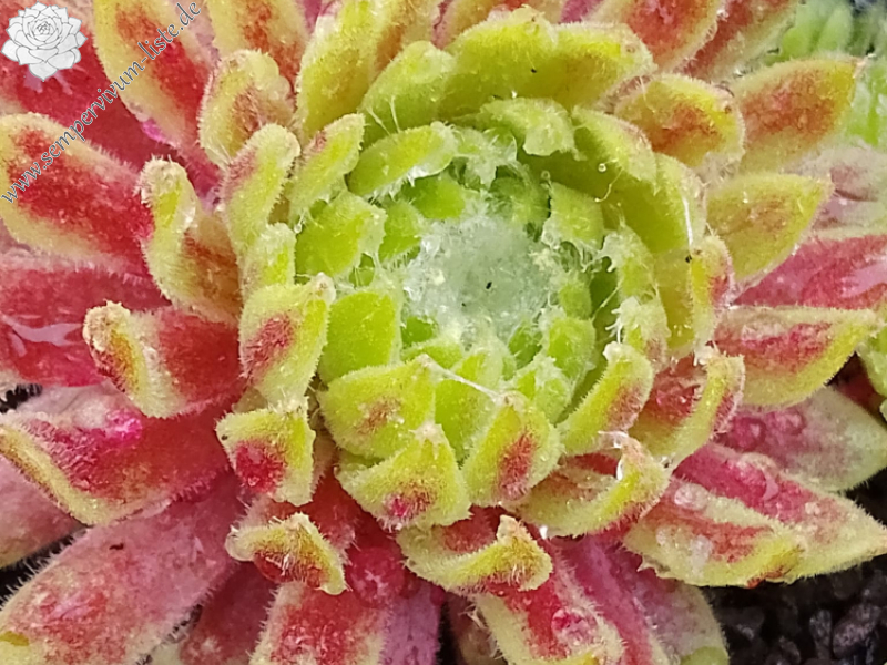 Frozen Flare